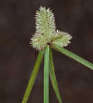 Fragrant spikesedge